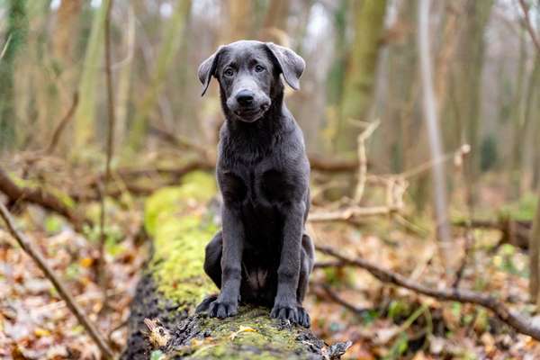 Dogorama Photo Challenge - Einmal lächeln bitte-Beitrag-Bild