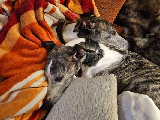 Whippet-Beitrag-Bild