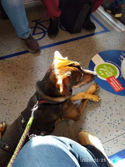 Die Dogorama Wochen Challenge-Beitrag-Bild