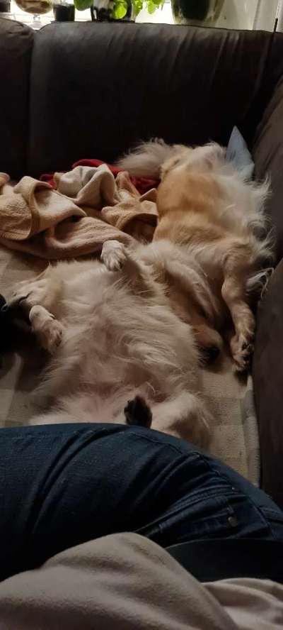 Mischlinge - wo habt Ihr Eure gefunden?-Beitrag-Bild