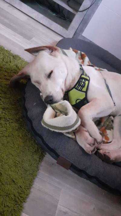 Hundetreffen-Junghundetreff im Extertal und Umgebung-Bild