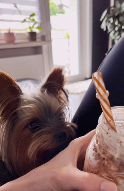 Yorkshire Terrier-Beitrag-Bild