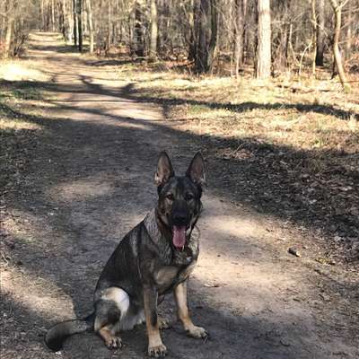 Hundetreffen-Großhundetreffen Hennigsdorf-Bild