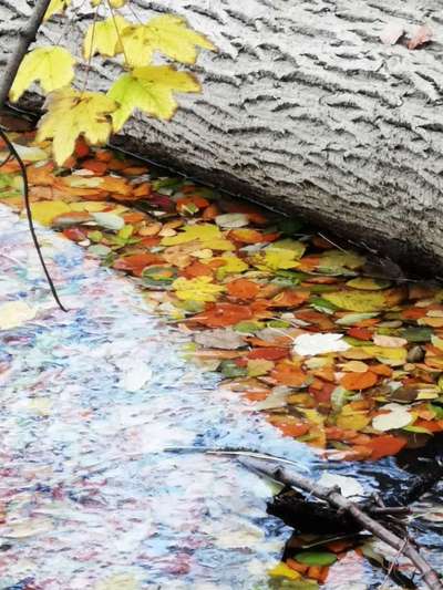 Die wunderschöne Welt mit Hund.-Beitrag-Bild