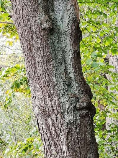 Bäume mit Gesicht-Beitrag-Bild
