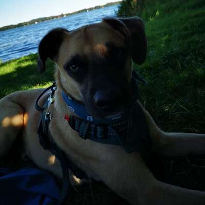 Hundetreffen-Längere Spaziergänge-Bild
