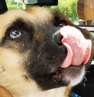 Tongue Out Tuesday-Beitrag-Bild