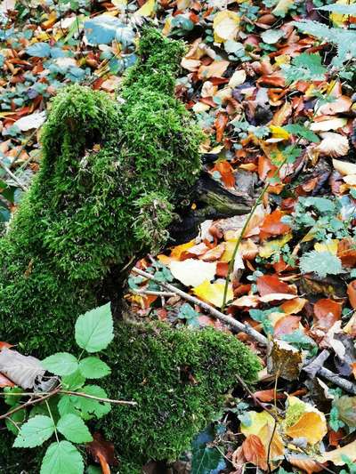 Die wunderschöne Welt mit Hund.-Beitrag-Bild