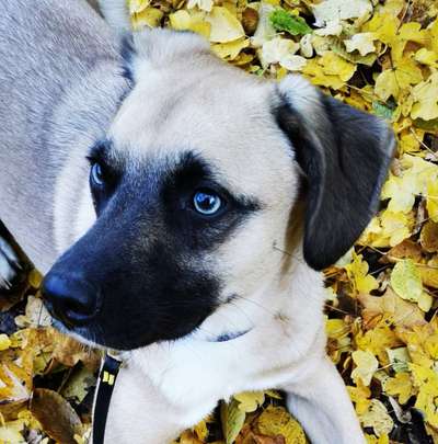 Fotochallenge Nr 55  -  Hund im November--Beitrag-Bild