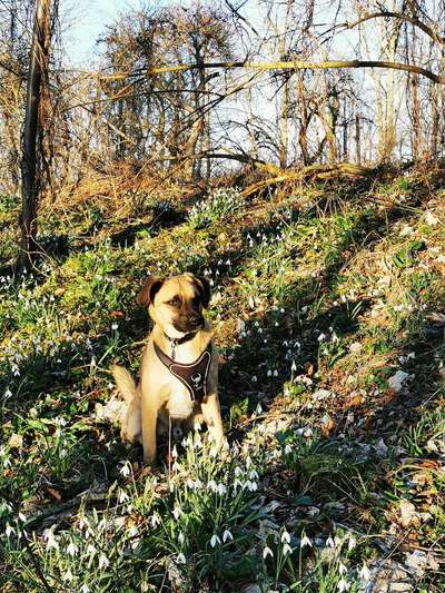 Wald Bild-Beitrag-Bild