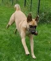 FOTO CHALLENGE 77 - Dein Hund im Spiel-Beitrag-Bild