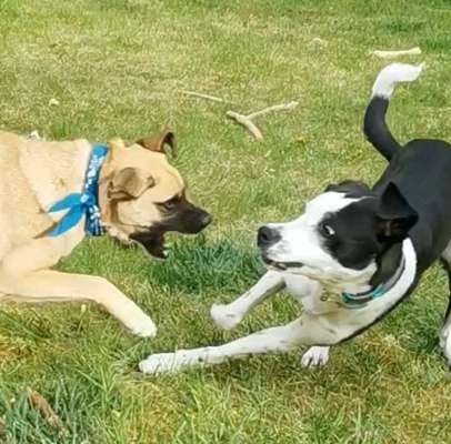 Schäferhund-Beitrag-Bild