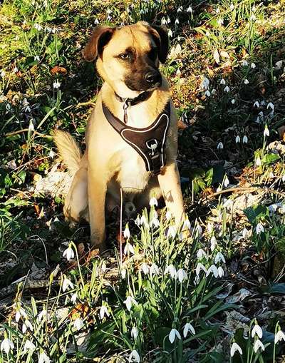 Dogorama Photo Challenge - Der Frühling kommt-Beitrag-Bild