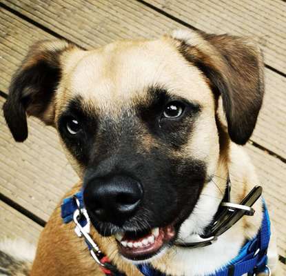 Mischlingshunde Foto Aufruf-Beitrag-Bild