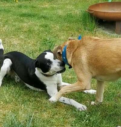 98.Fotochallange  - Hunde zeigen Zuneigung-Beitrag-Bild