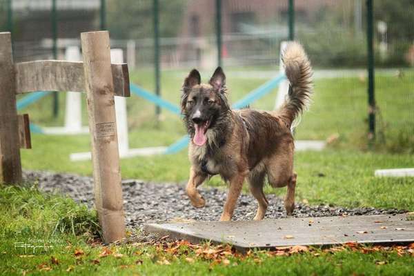 Die Dogorama Kalender Challenge Titelbild-Beitrag-Bild