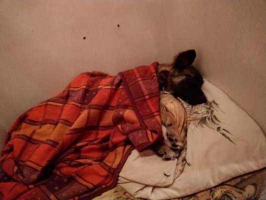 Challenge Nr 14
Eure Fellnasen auf ihrem Lieblingsplatz-Beitrag-Bild