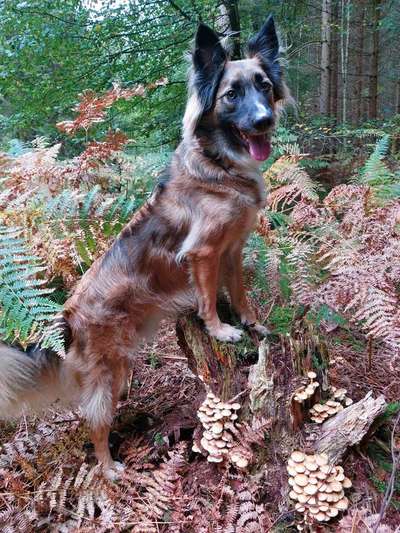 Herbst Bilder-Beitrag-Bild