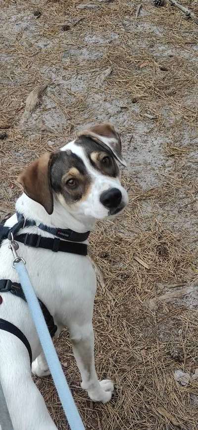 Ratonero Bodeguero Andaluz-Beitrag-Bild