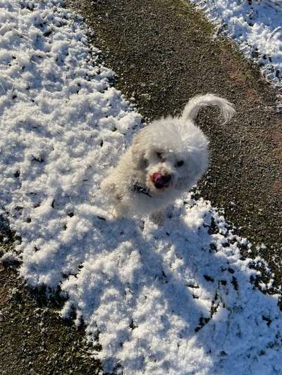 Dogorama Photo Challenge - Es wird nochmal kalt!-Beitrag-Bild