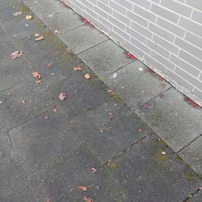 Giftköder-Kontaktgift-Bild