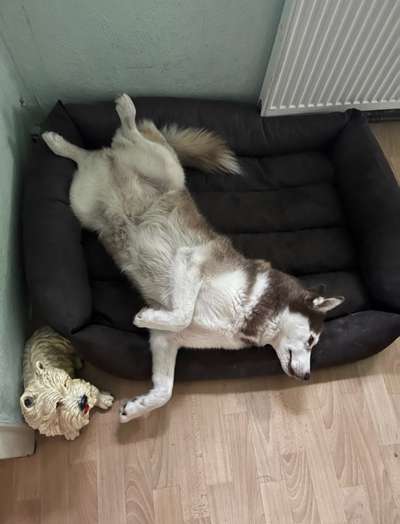 Dogorama Photo Challenge - Zeigt her eure Bäuche-Beitrag-Bild