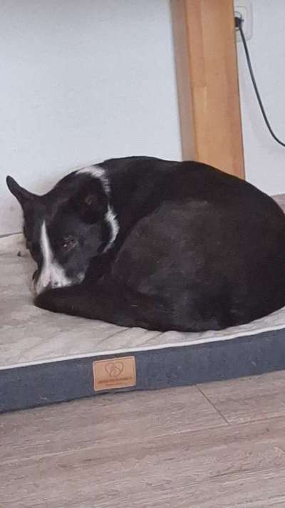 TierschutzhundeStammtisch🐕-Beitrag-Bild