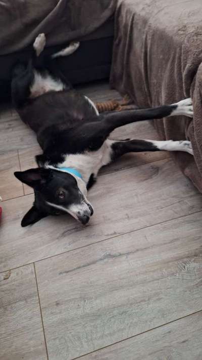 TierschutzhundeStammtisch🐕-Beitrag-Bild