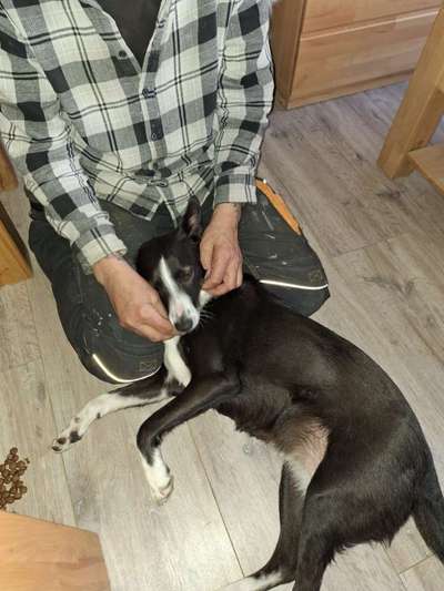 TierschutzhundeStammtisch🐕-Beitrag-Bild