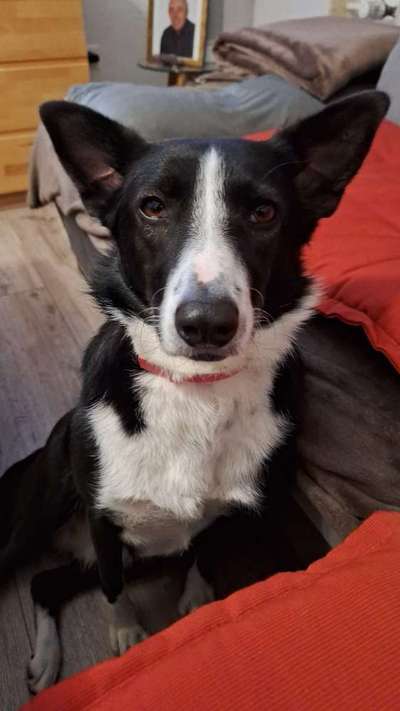 TierschutzhundeStammtisch🐕-Beitrag-Bild