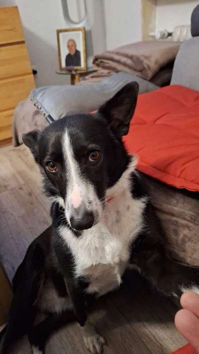 Wie kamst du zu deinem Hund?-Beitrag-Bild