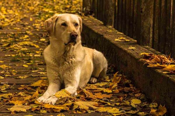 Fotowettbewerb Natur-Beitrag-Bild