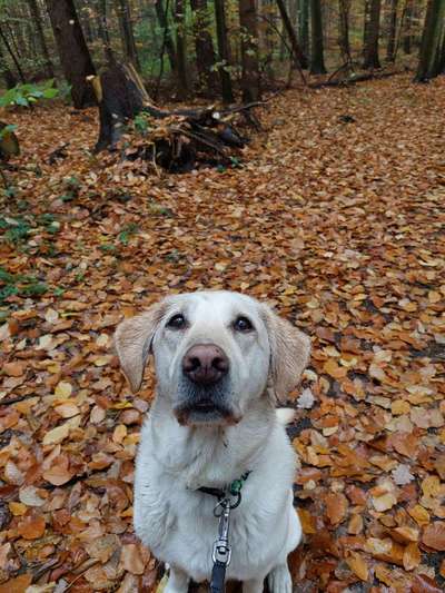 Wo sind die Golden Retriever Liebhaber?-Beitrag-Bild