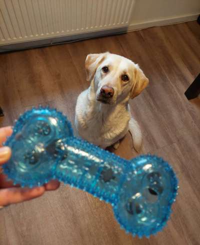 Zeige deinen Schatz mit seinem Lieblingsspielzeug.-Beitrag-Bild