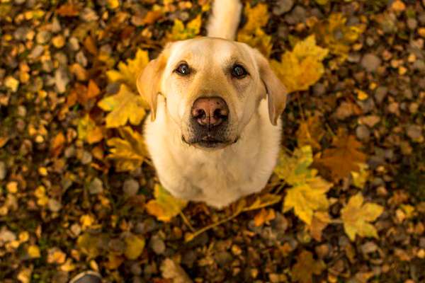 Dogorama Photo Challenge - Hundeblick zum hinschmelzen-Beitrag-Bild