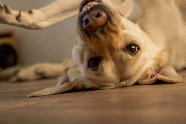 Dogorama Photo Challenge - Details Ganz nah-Beitrag-Bild