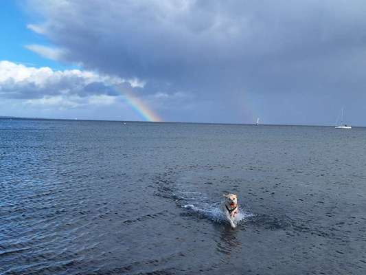 156. Fotochallenge *** DEIN HUND UND DIE WUNDERSCHÖNEN WOLKEN ***-Beitrag-Bild