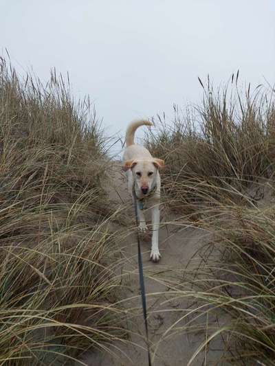 Dogorama Photo Challenge - an der Leine-Beitrag-Bild