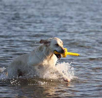 Wo sind die Golden Retriever Liebhaber?-Beitrag-Bild