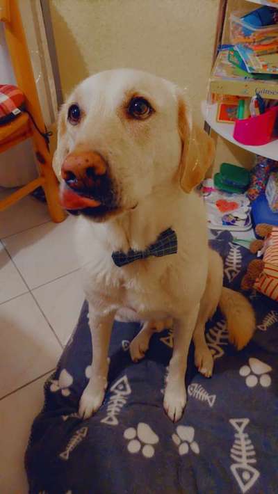 Wo sind die Golden Retriever Liebhaber?-Beitrag-Bild