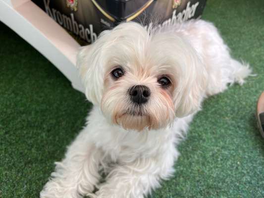 Hundetreffen-Bereich Gremmendorf - Angelmodde-Bild