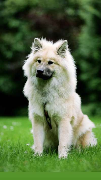 Eurasier hier?-Beitrag-Bild