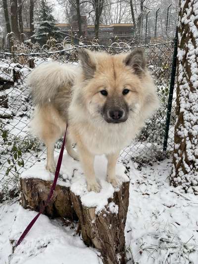 Eurasier-Beitrag-Bild