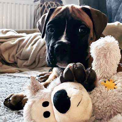 Die Dogorama Kalender Challenge Titelbild-Beitrag-Bild