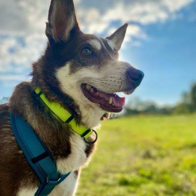 Hundetreffen-Hundebegegnungen üben-Bild