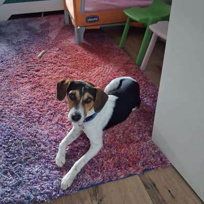 Mischlinge raten - Rätselspaß-Beitrag-Bild