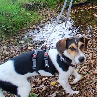 Hundetreffen-Gassirunde Niederwipper Bahntrasse