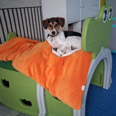 Mischlinge raten - Rätselspaß-Beitrag-Bild