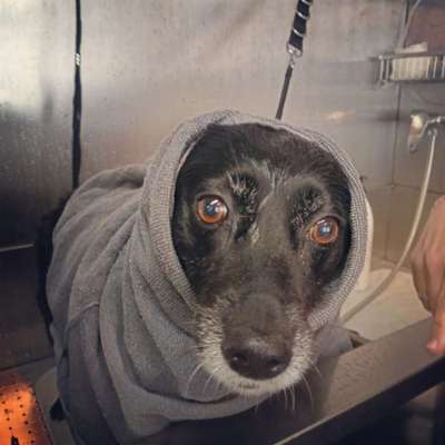 Hundefriseur Fellrebell in Garding  – Dogorama