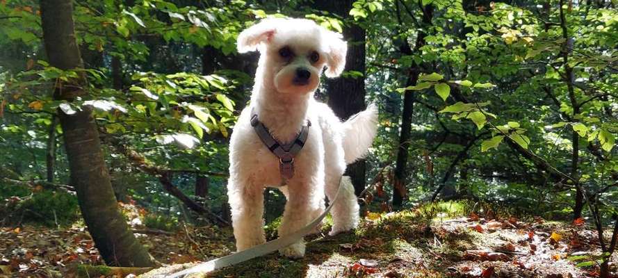 Foto -Challenge  Thema : Dein Hund Im Wald-Beitrag-Bild